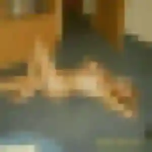 Photo de Stephanie à Gonfreville-l'Orcher (45 ans) - rencontre cougar discret