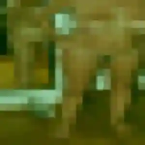 rencontre cougar à Ibos : photo de Nicole, 53 ans - accès libre