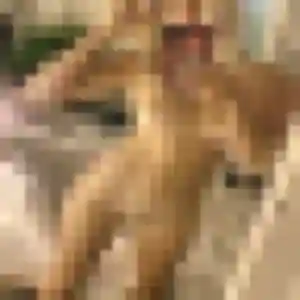 Profil de Solange à Illeville-sur-Montfort (52 ans) - rencontre cougar sans inscription